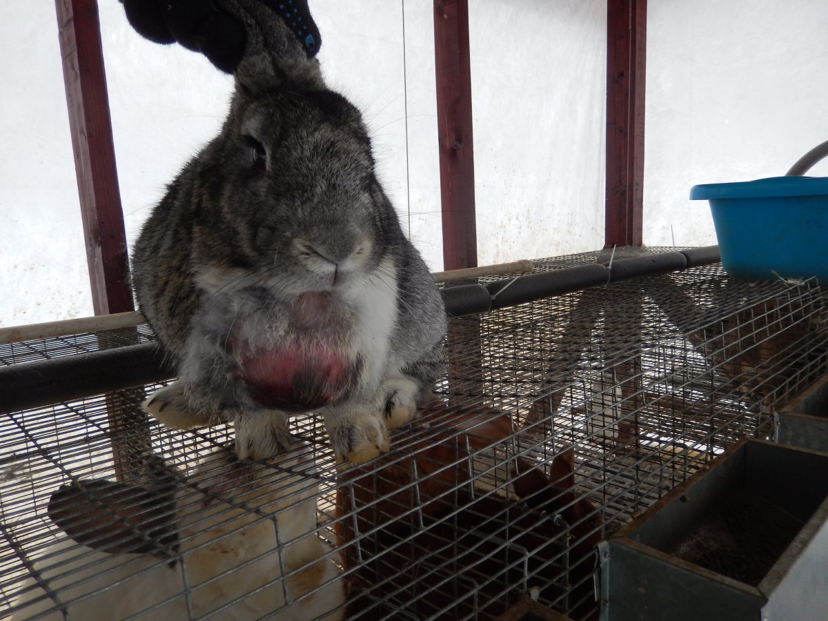 Рекс рэббит