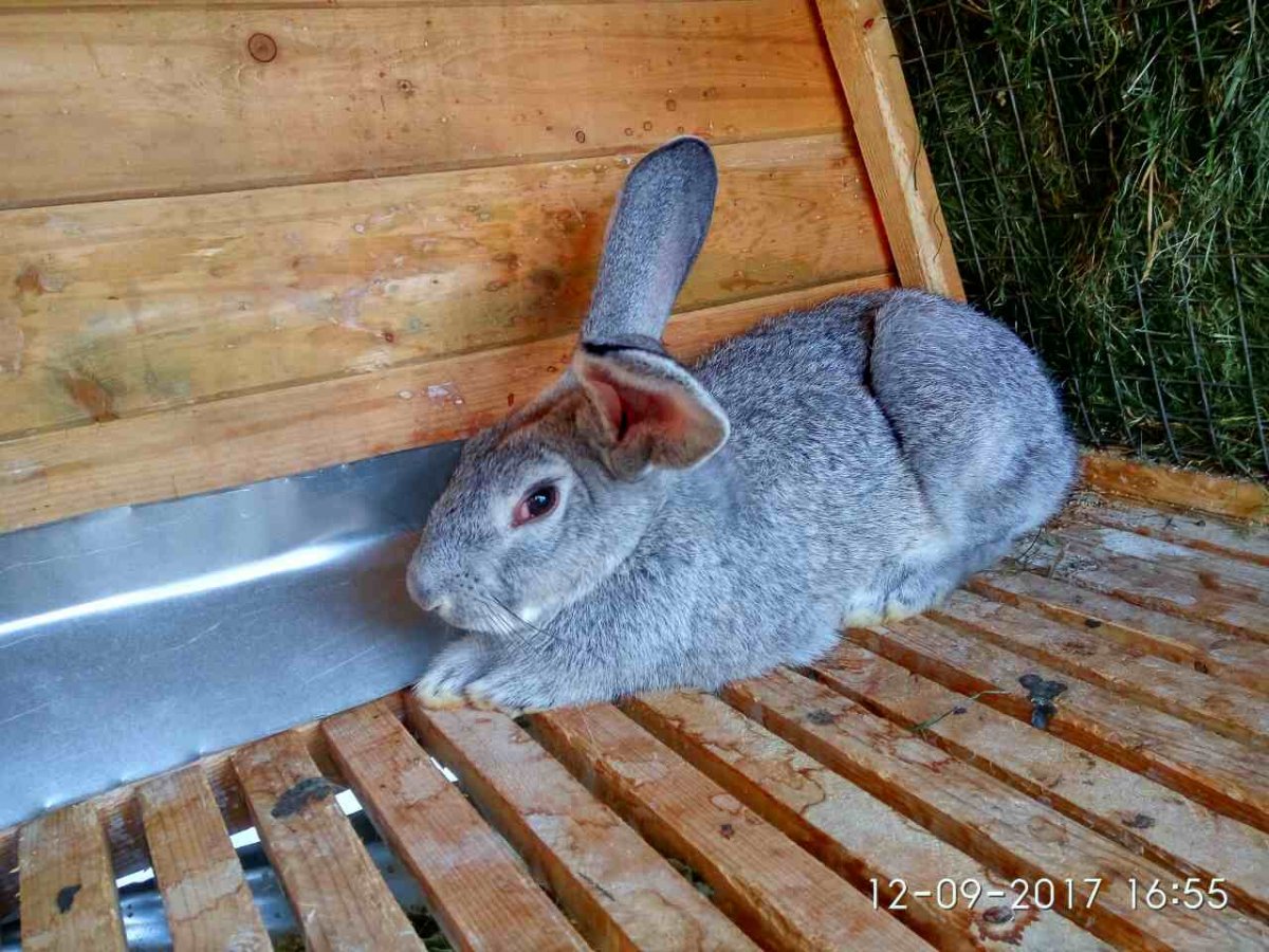 Разноцветные зайчики