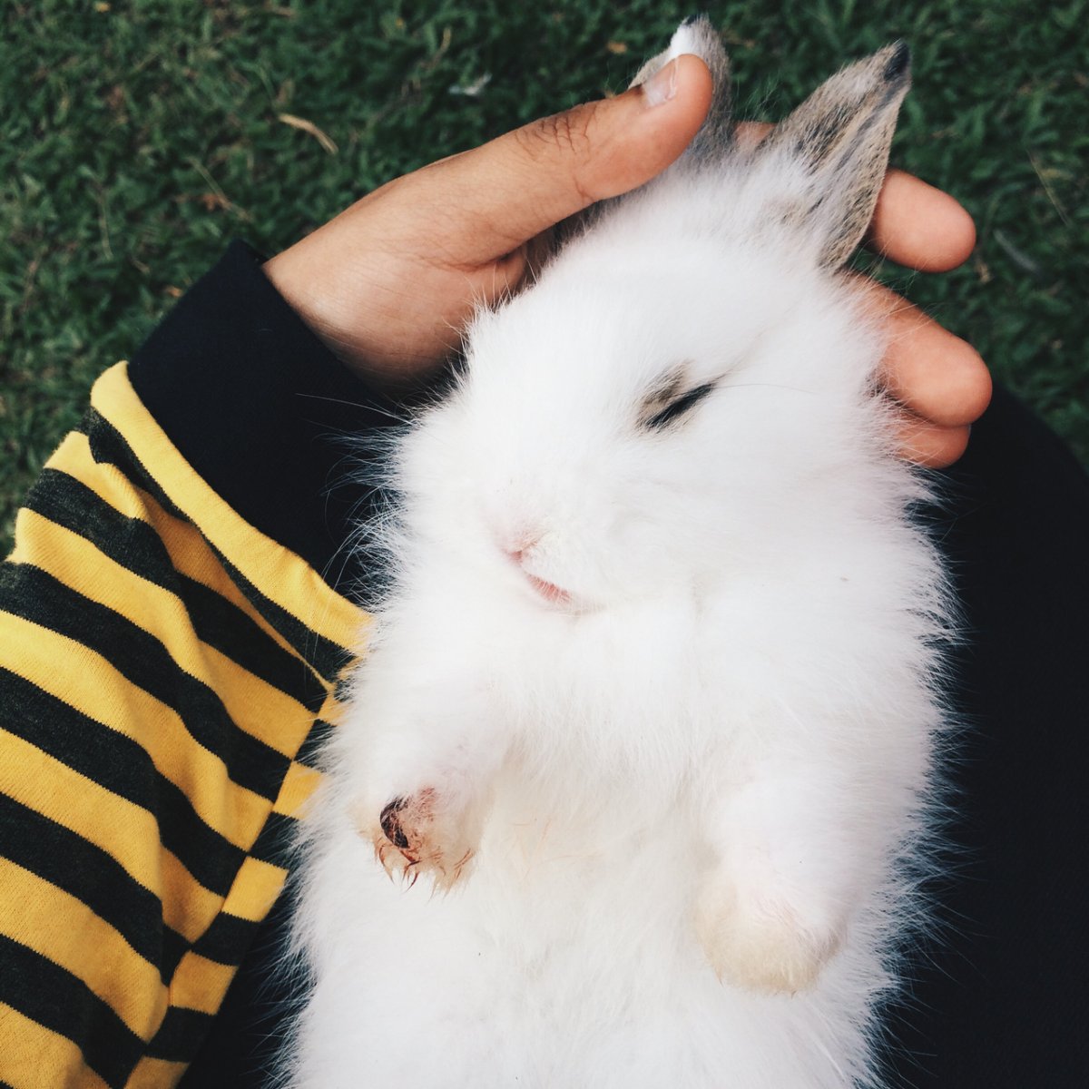 Логово кроликов Калининград Жарников Сергей