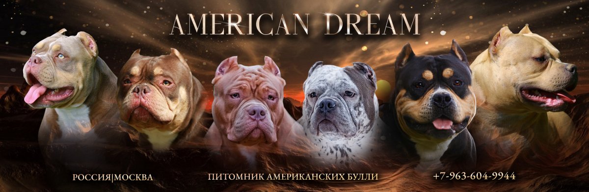 Американ Дрим питомник булли