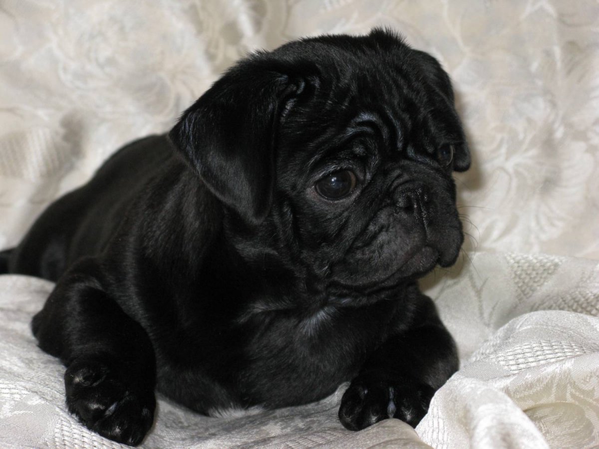 Карбюратор leader pz19jb