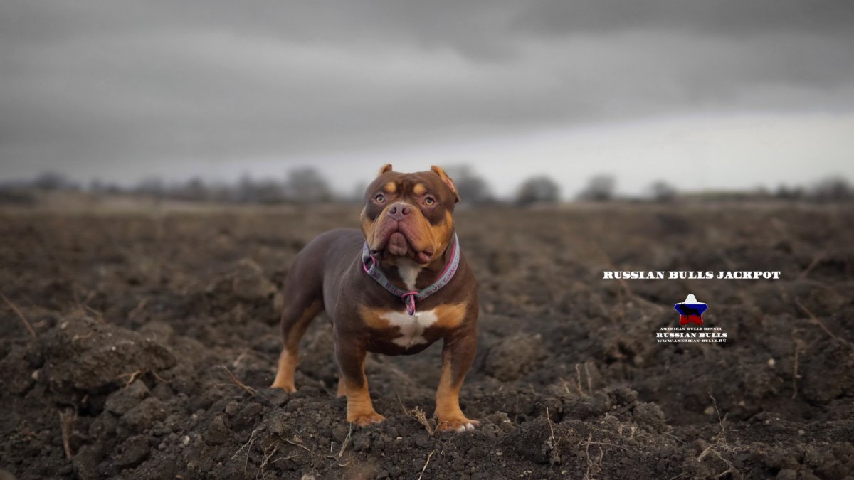 Питомник собак яна и гоша