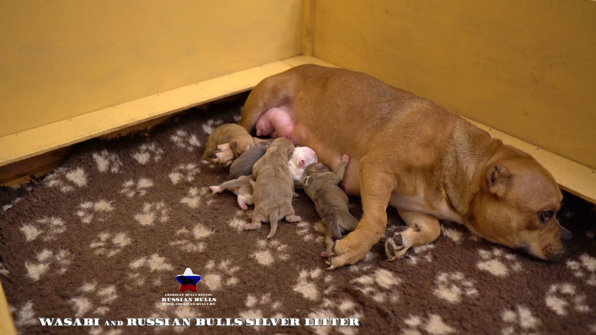 Американский булли Экселент