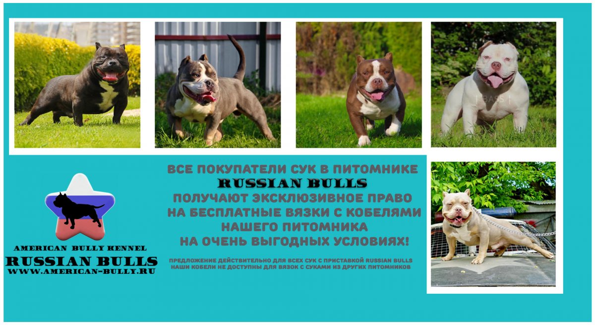 Название питомников для собак