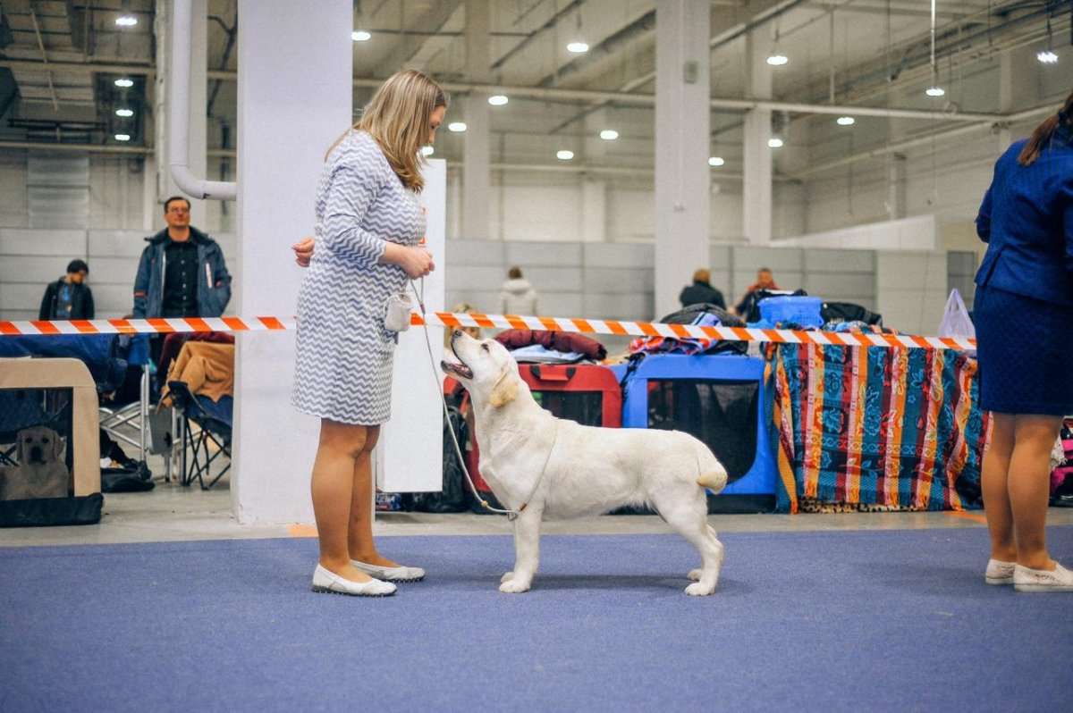 Американский булли 4 месяца