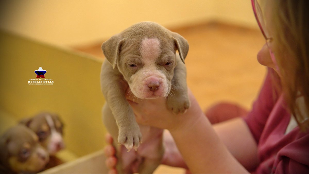 Американский булли питомник