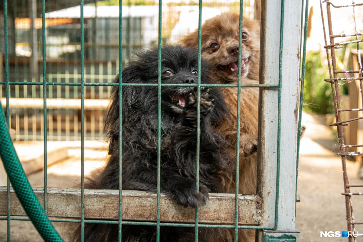 Питомник собак Крым Яна и Гоша 2022