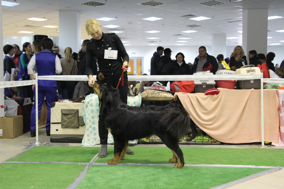 Питомник собак американский булли Яна