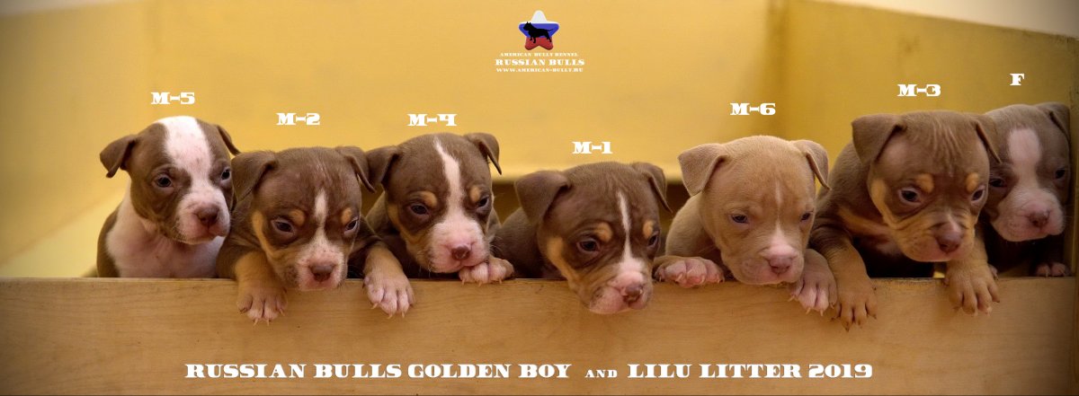 Питомник собак Крым Яна