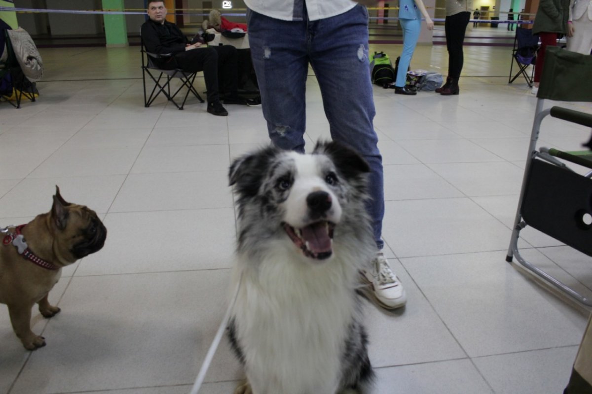 Рус Хорандус Рокки