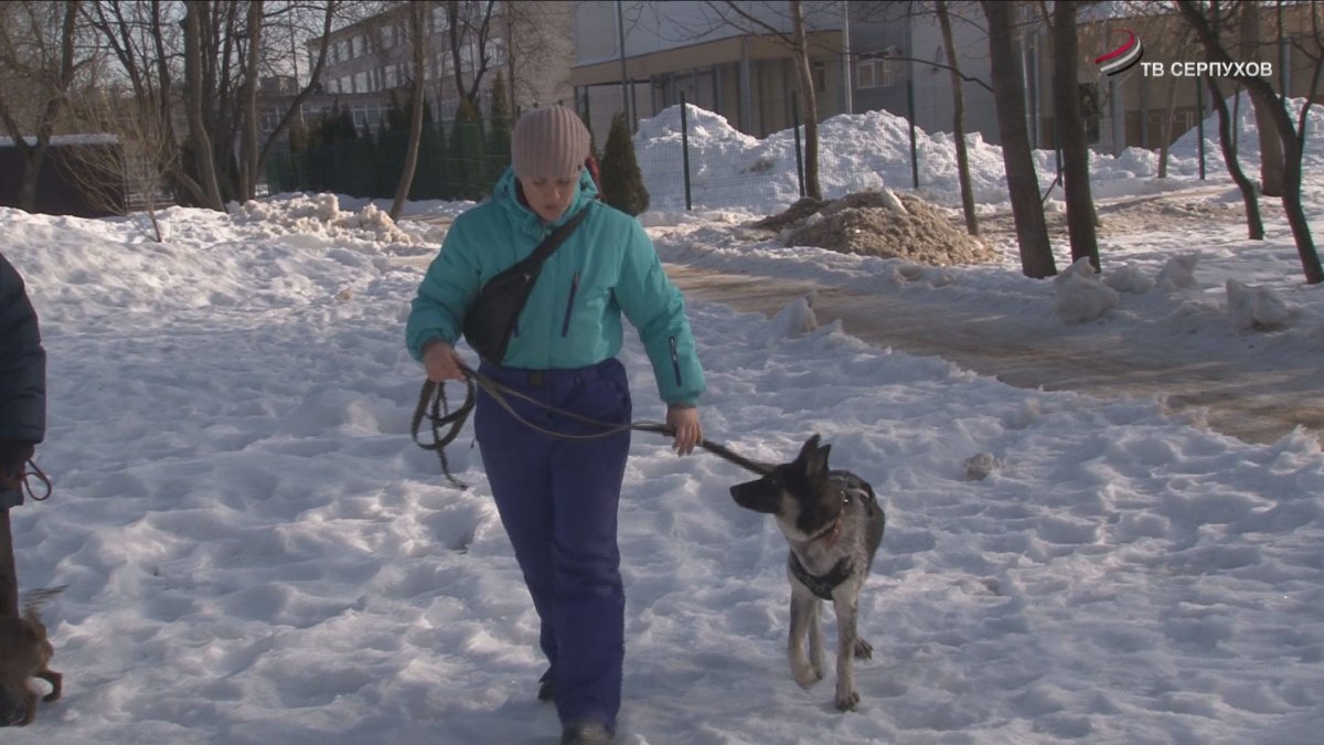 Питомник собак дзен