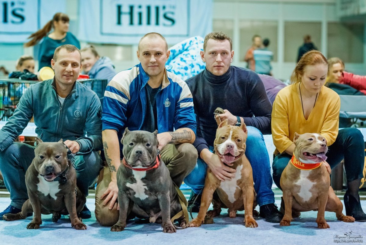 Питомник собак американский булли Яна Любомирова