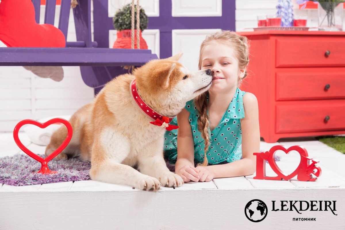 Американский булли с длинными лапами