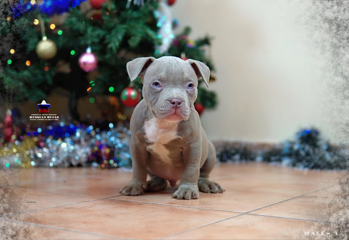 Севенти Севен питомник