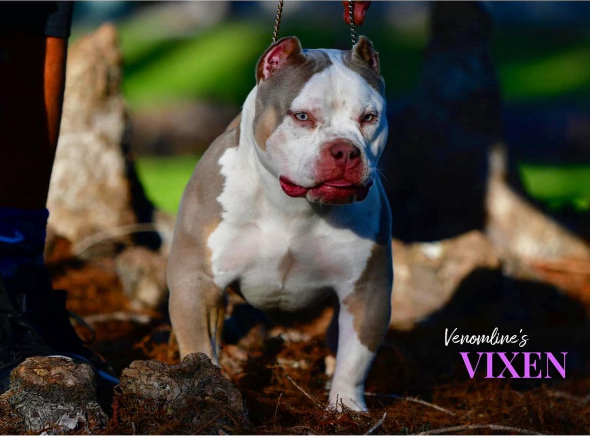 Американский булли шоколадный Триколор