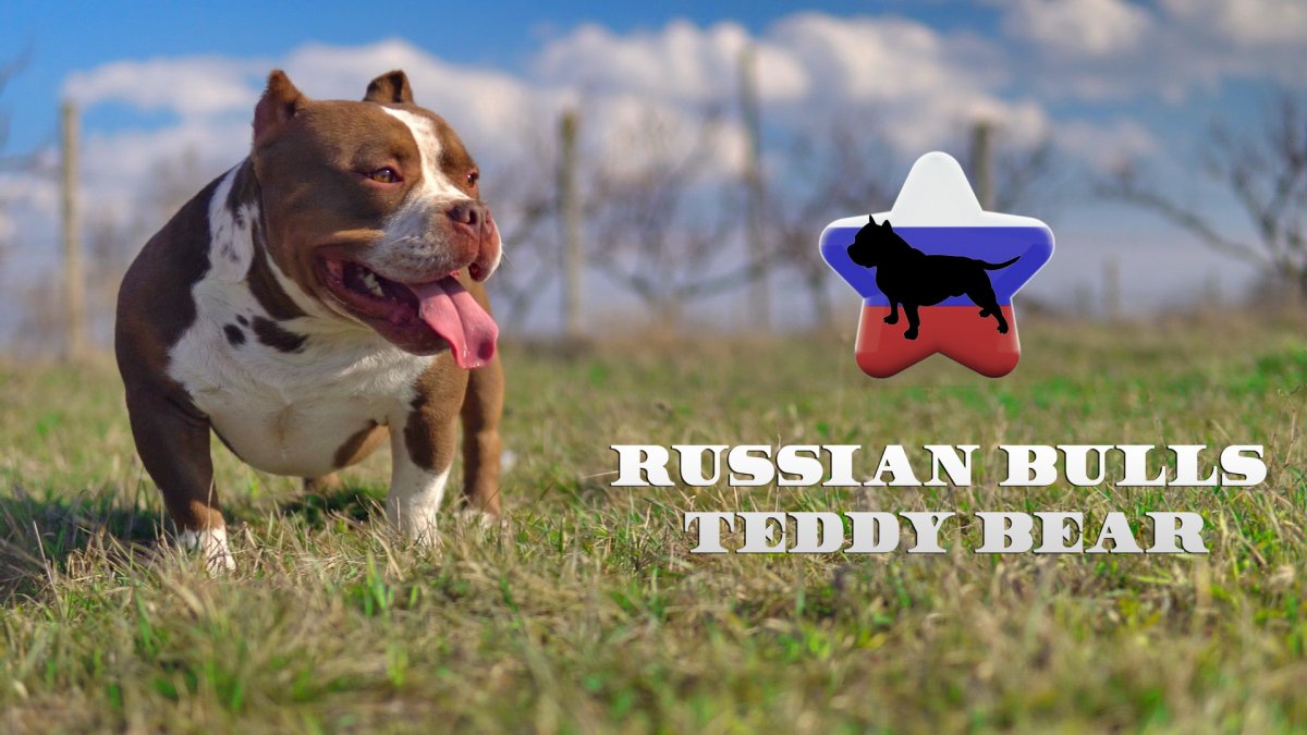 Питомник лабрадоров one Love ever