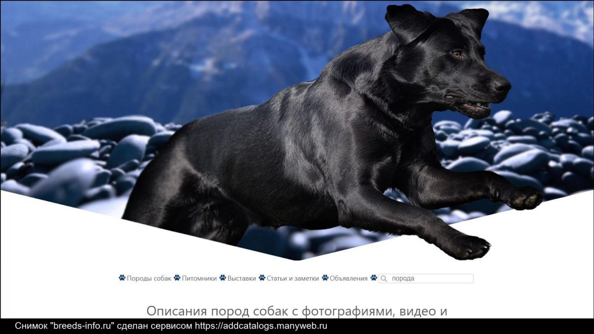 Питомник собак в Уфе