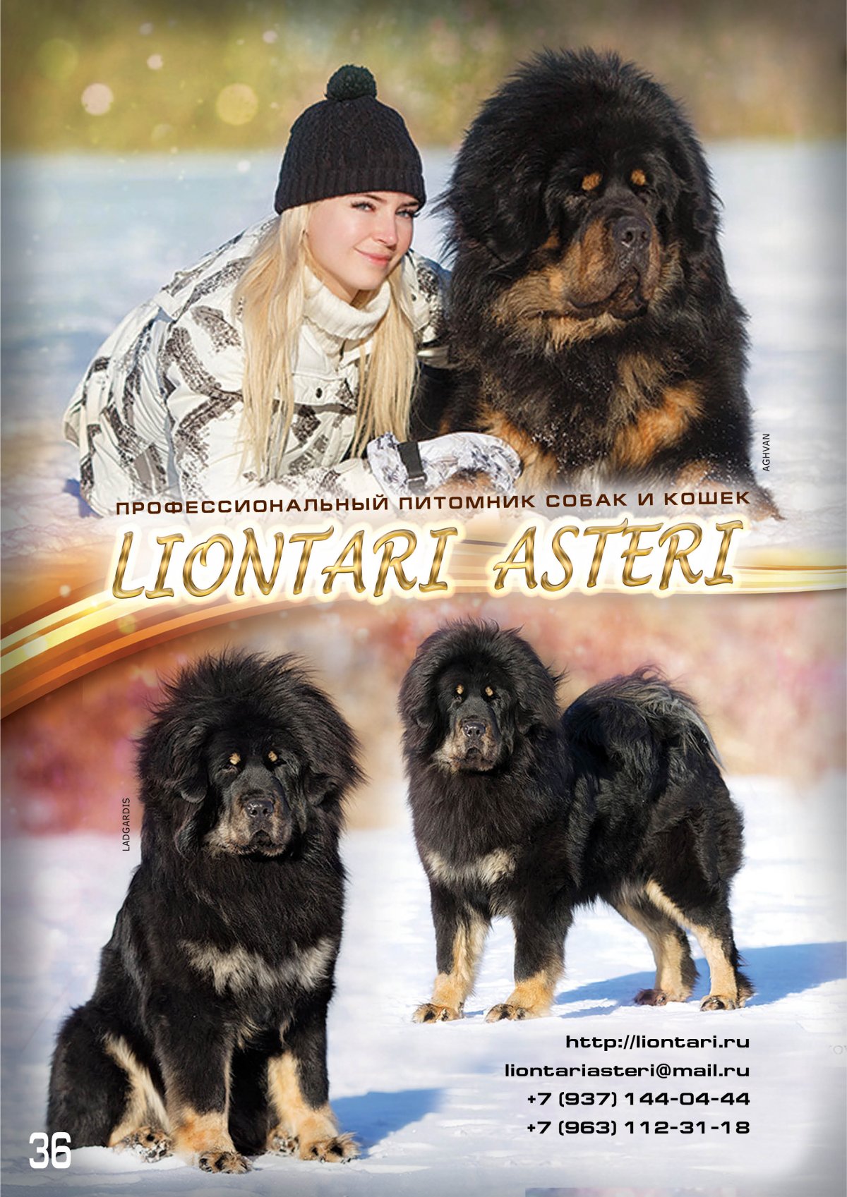 Лионтари Астери