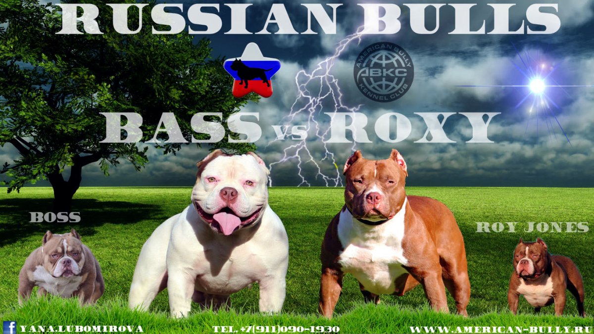 Питомник собак американский булли