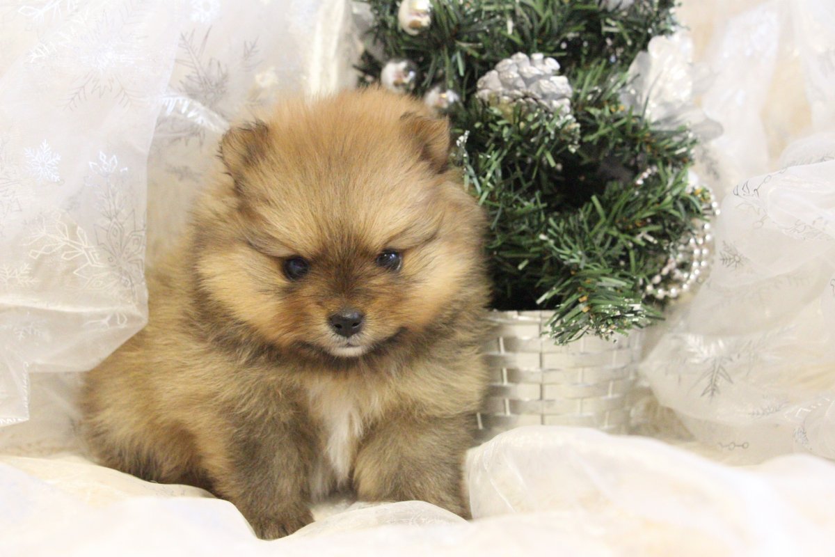 Из Заполярья питомник собак