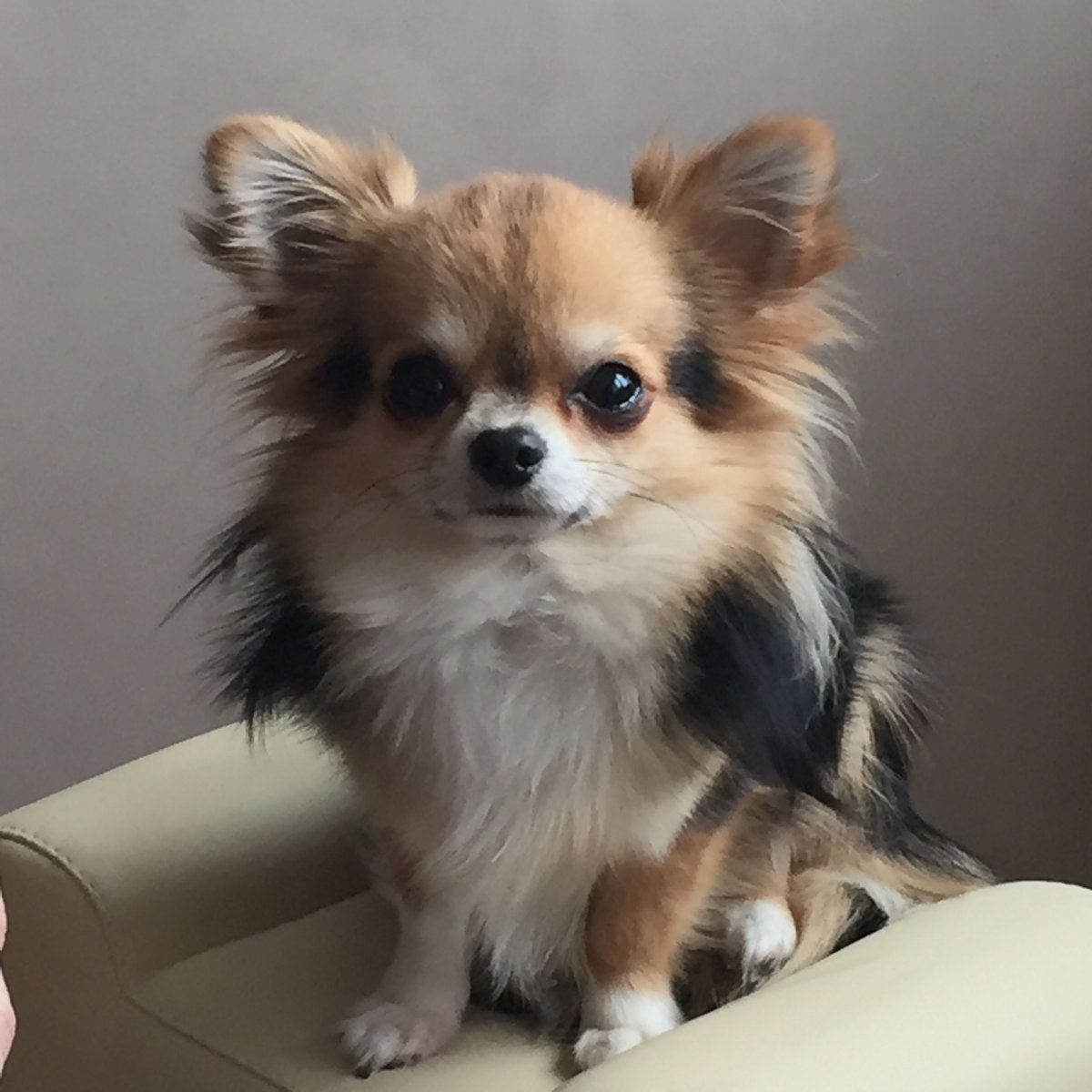 Щенки чихуахуа длинношерстные