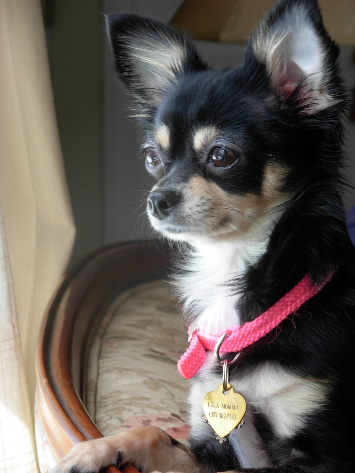 Чихуахуа густой шерстью