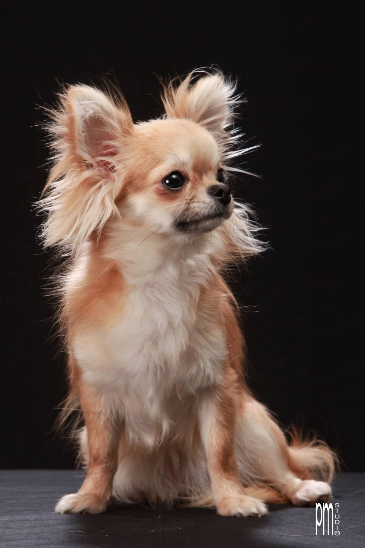 Мексиканский чихуахуа длинношерстный