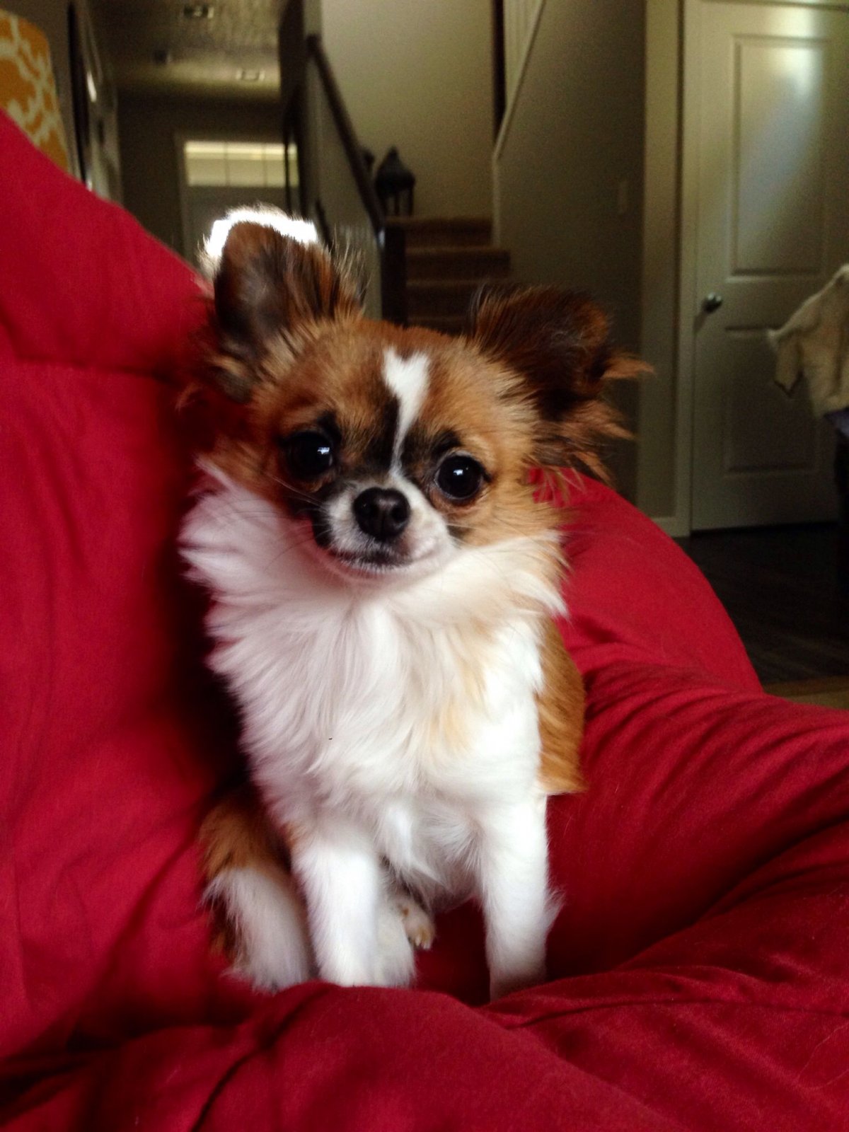 Щенки чихуахуа длинношерстные