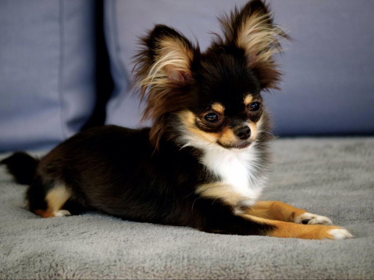 Чихуахуа шоколад длинношерстный