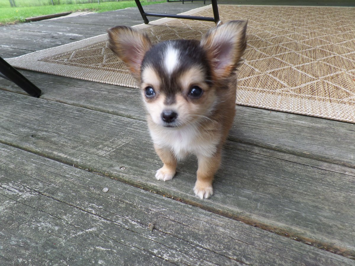 Чихуахуа кобби длинношерстный