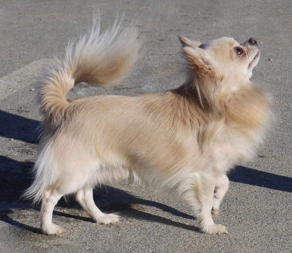 Чихуахуа кобби длинношерстный