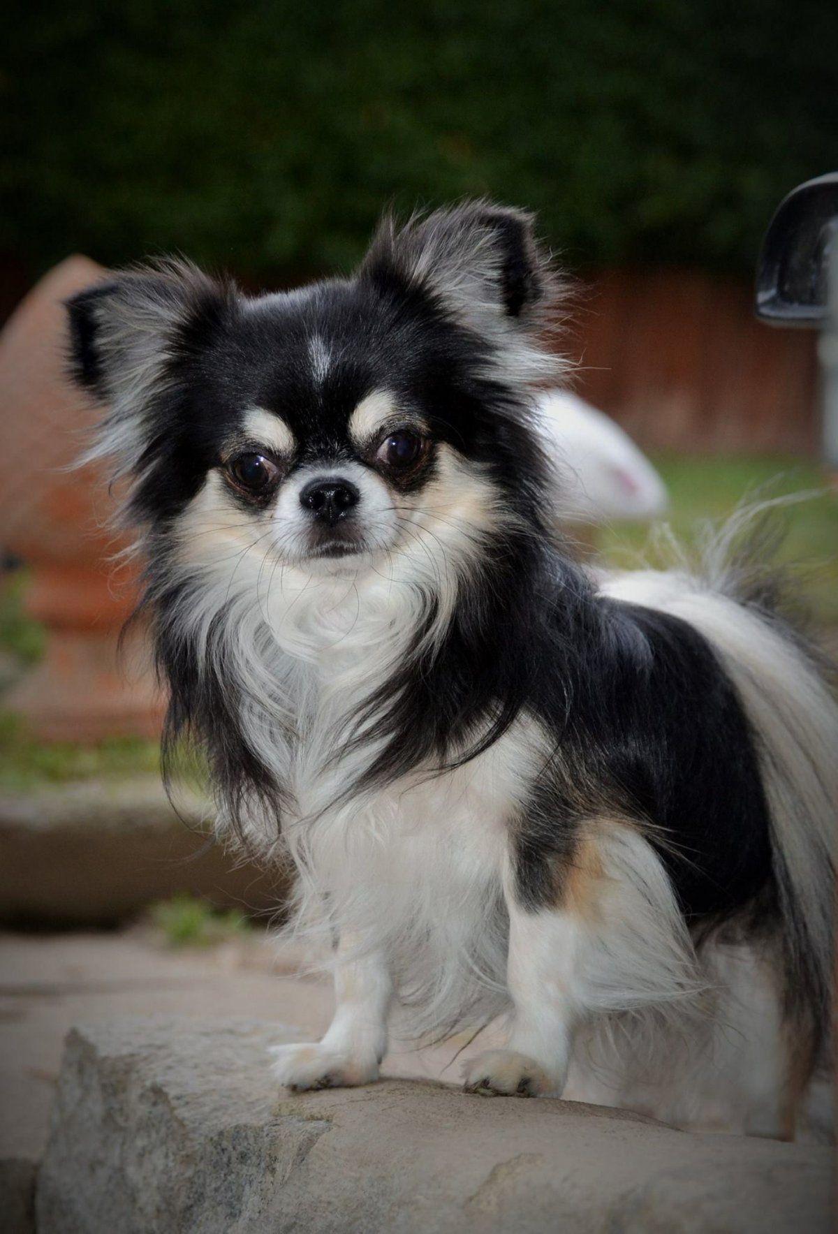 Мексиканский чихуахуа длинношерстный