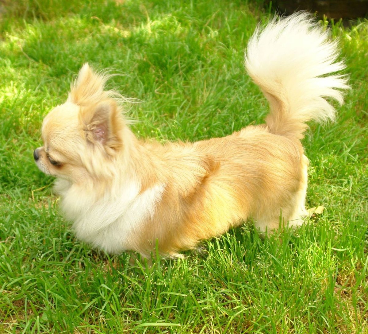 Кремовый чихуахуа длинношерстный