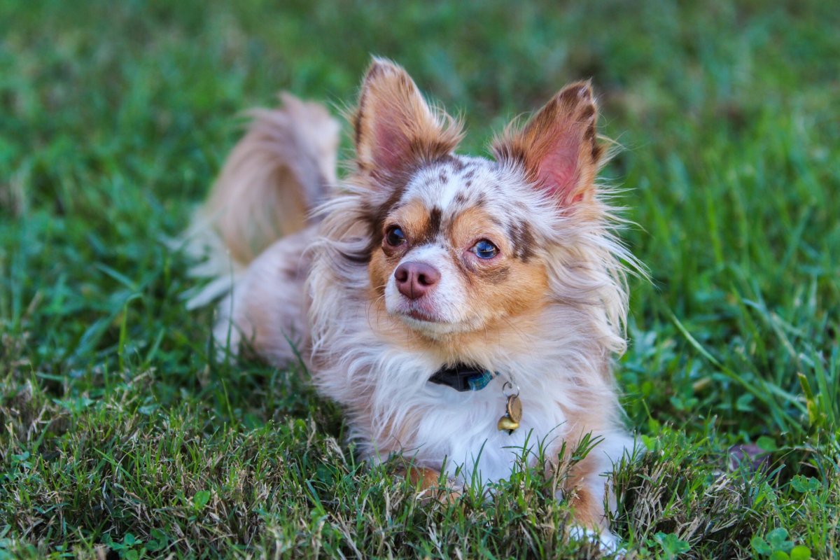 Чихуахуа кобби длинношерстный