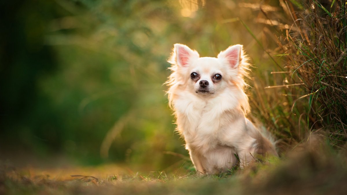 Чихуахуа собачка длинношерстная