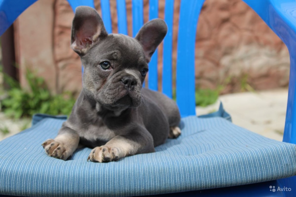 Французский бульдог голубой Соболь