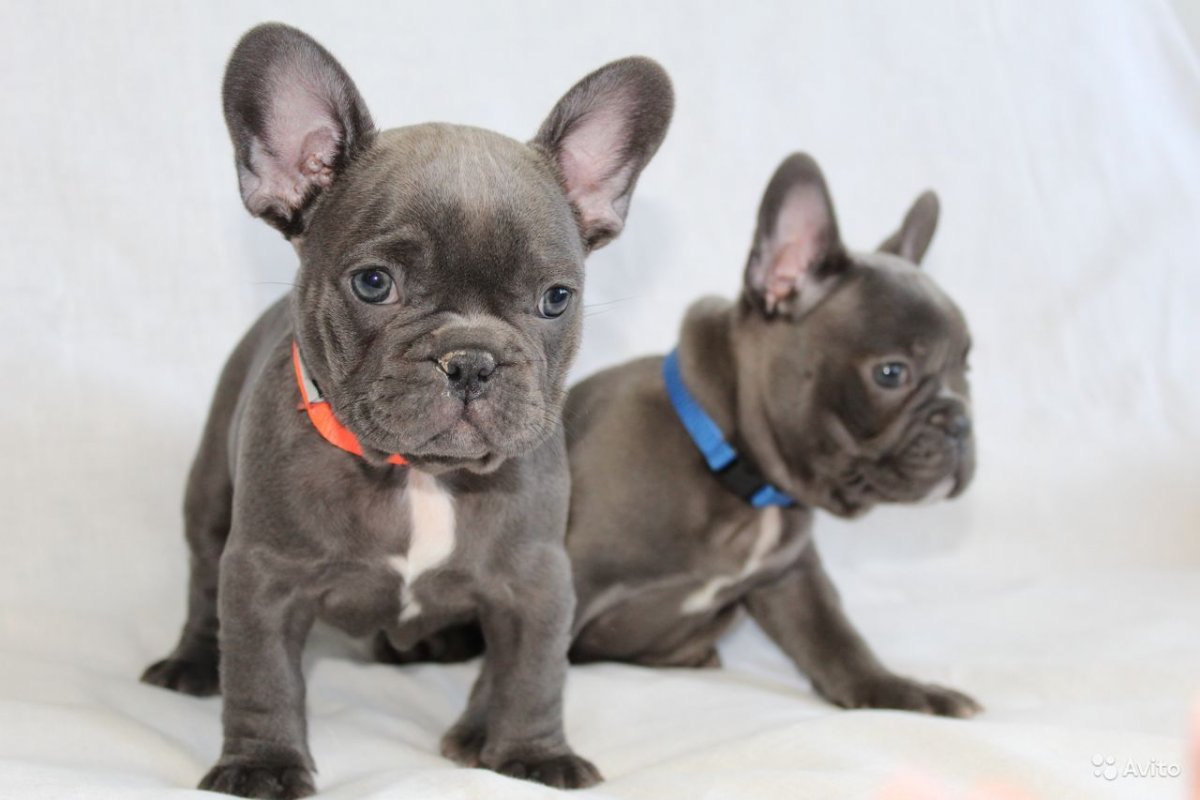 Континентальный бульдог голубой окрас