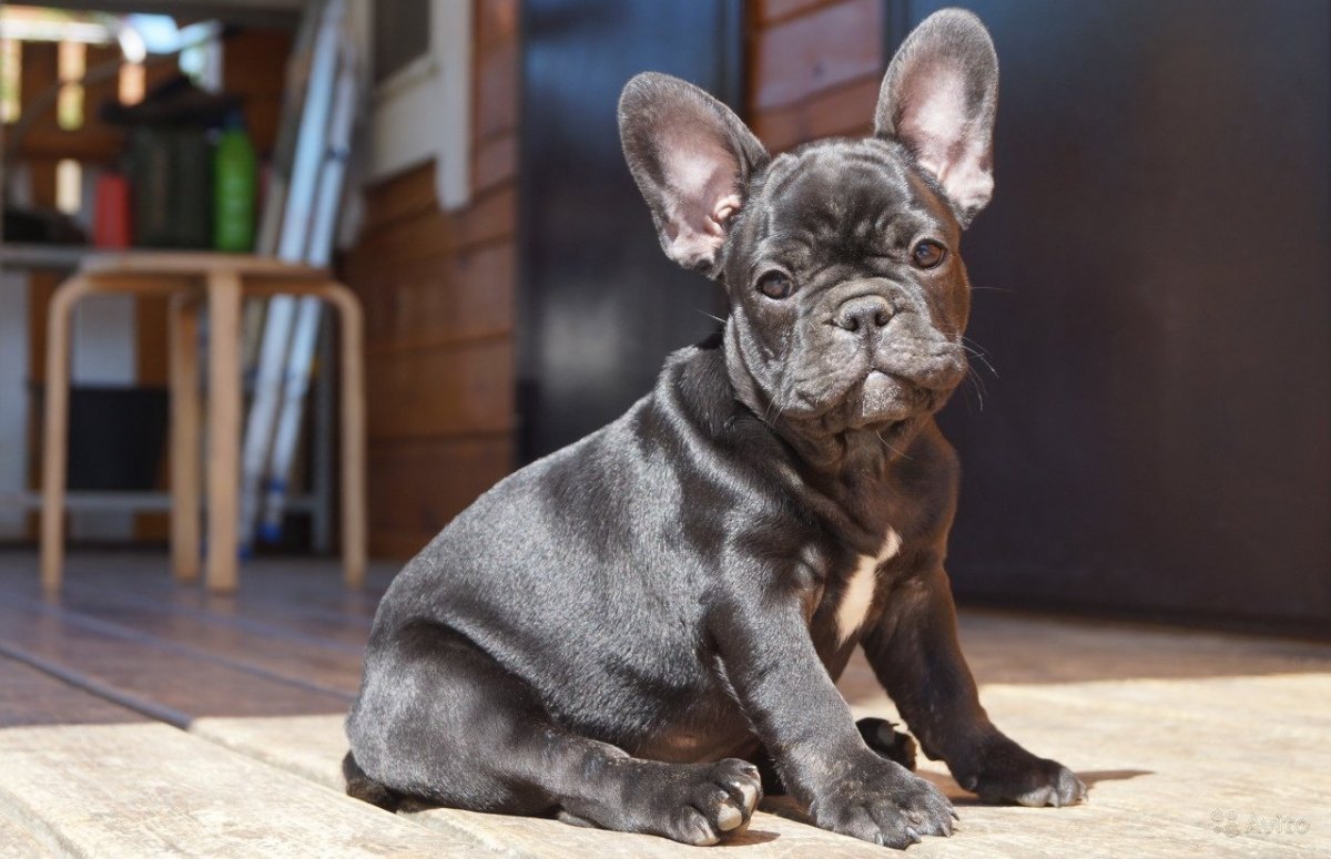 Голубой французский бульдог