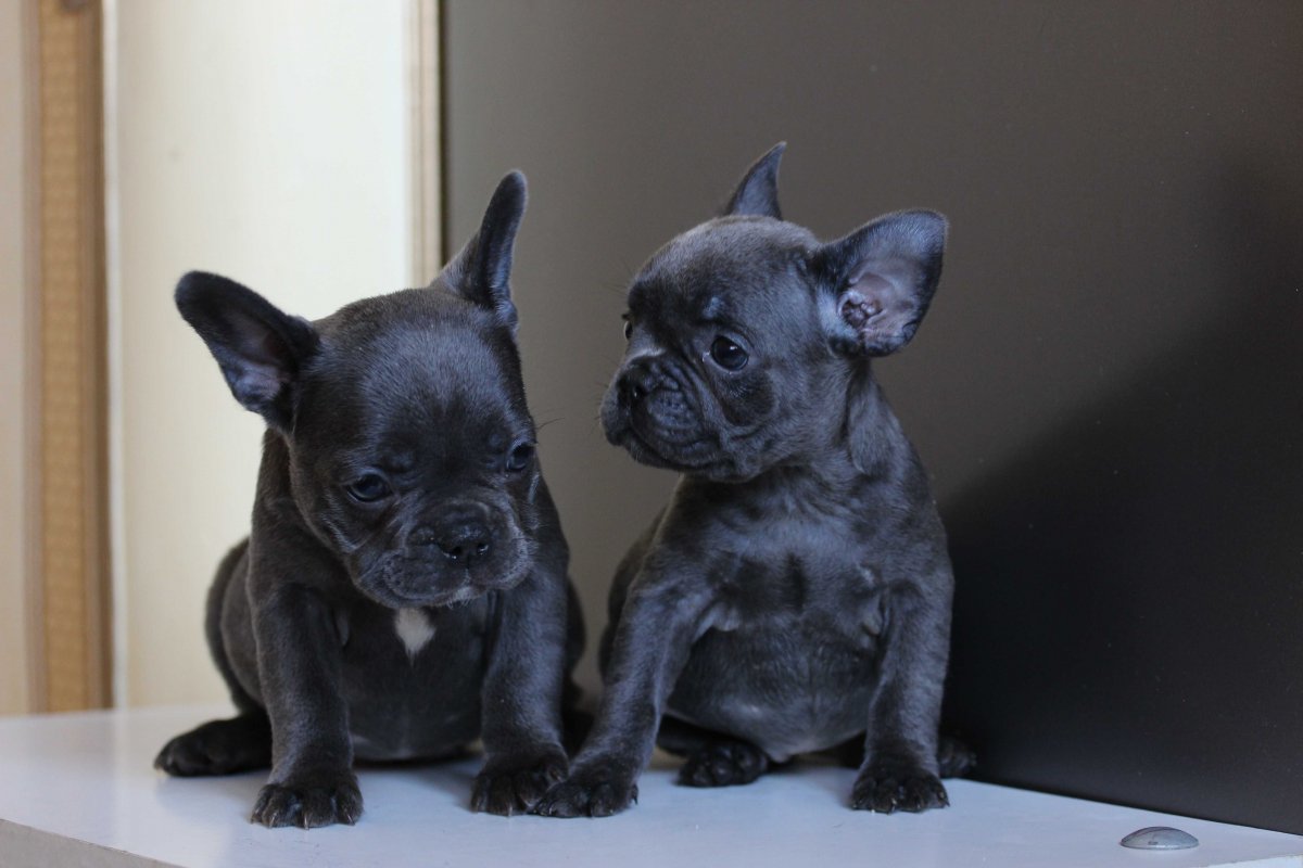 Французский бульдог щенок