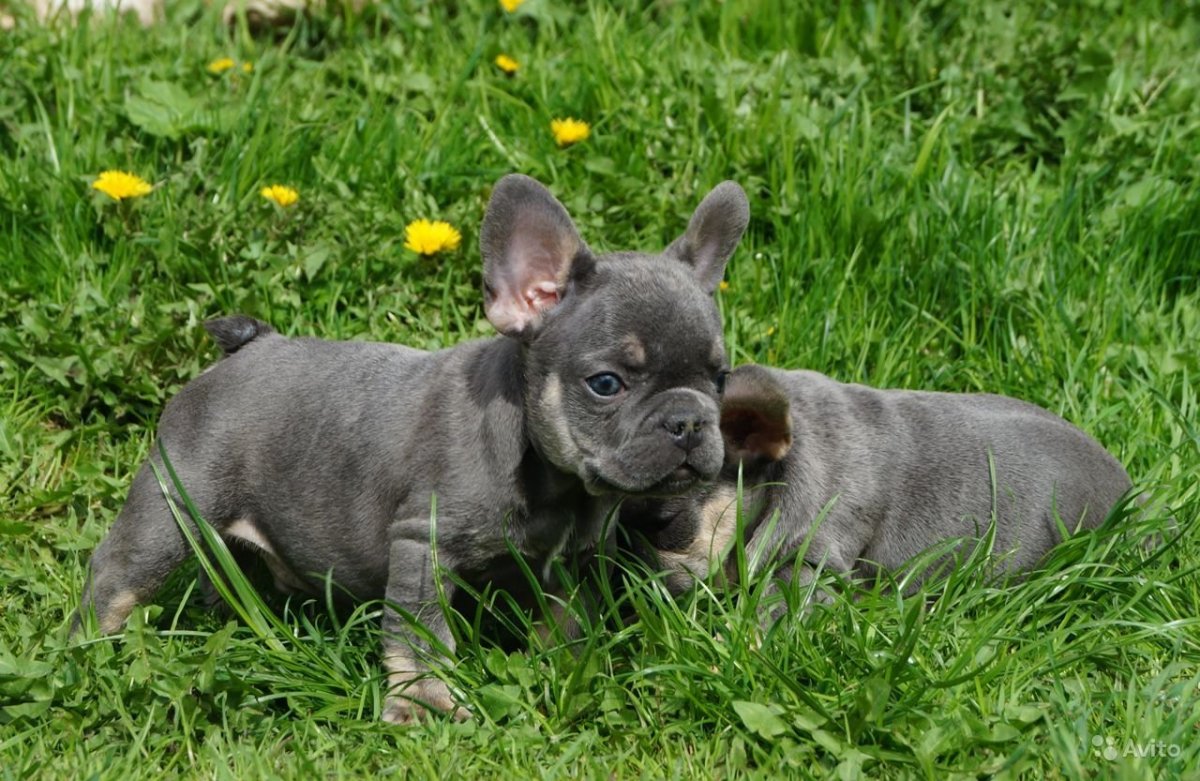 Голубой Мерле бульдог
