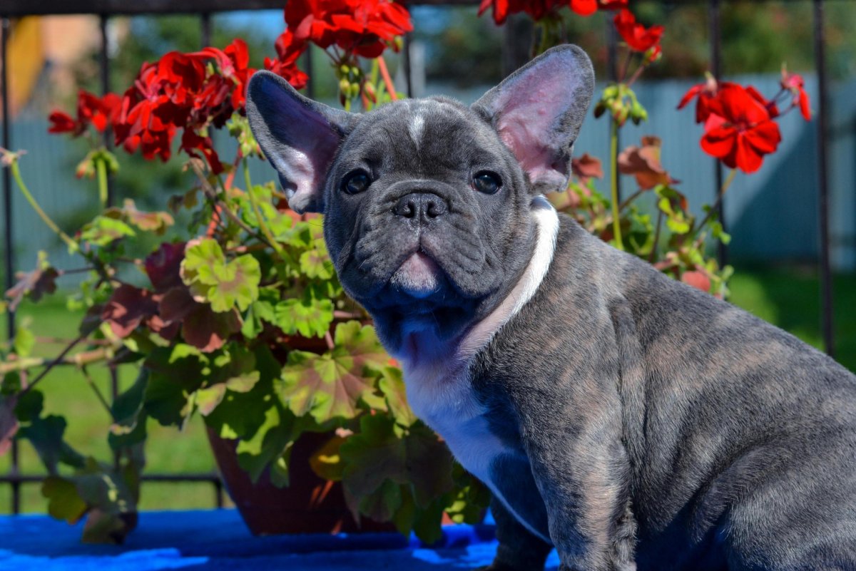 Голубой Солид французский бульдог
