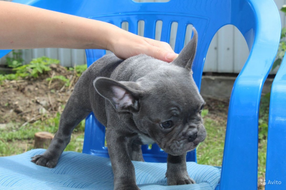 Французский бульдог голубого окраса девочка