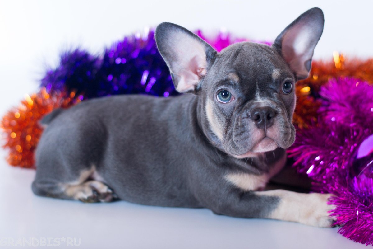 Французский бульдог соболиный