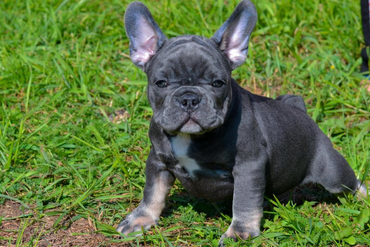 Французский бульдог на пляже