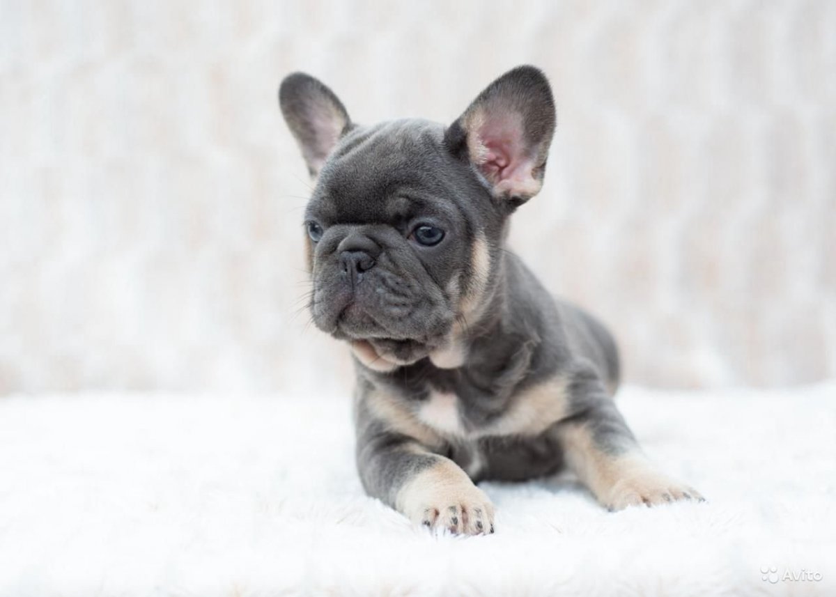 Французский бульдог щенок