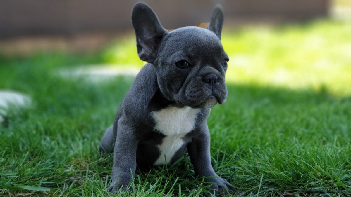 Французский бульдог голубой