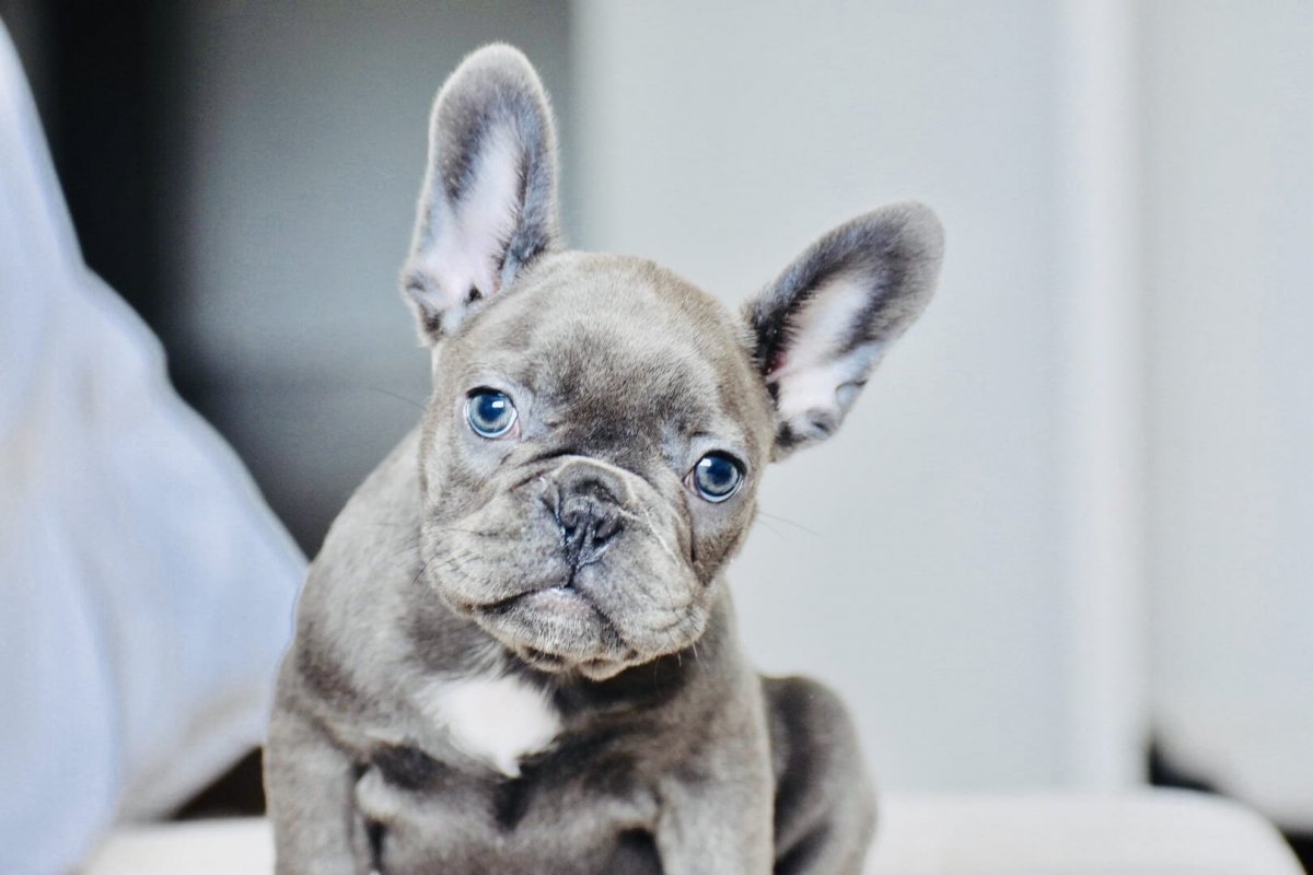 Голубой французский бульдог