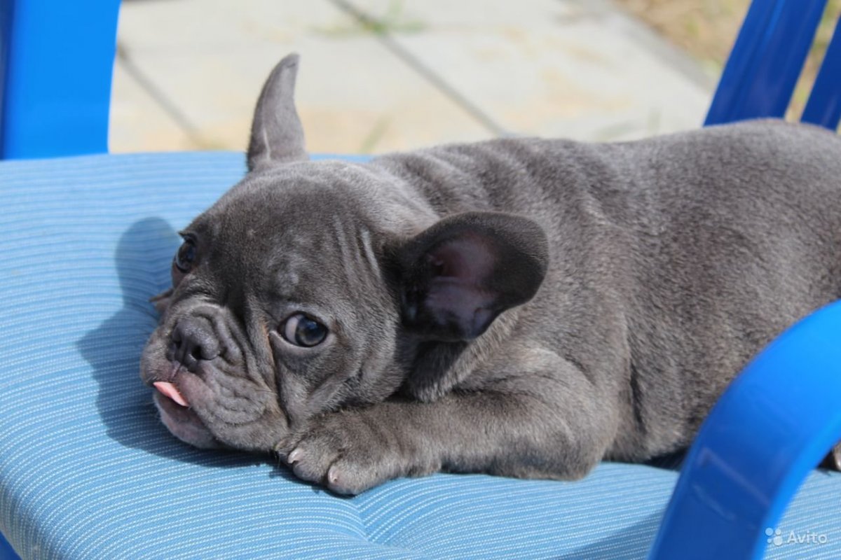 Подпалый французский бульдог