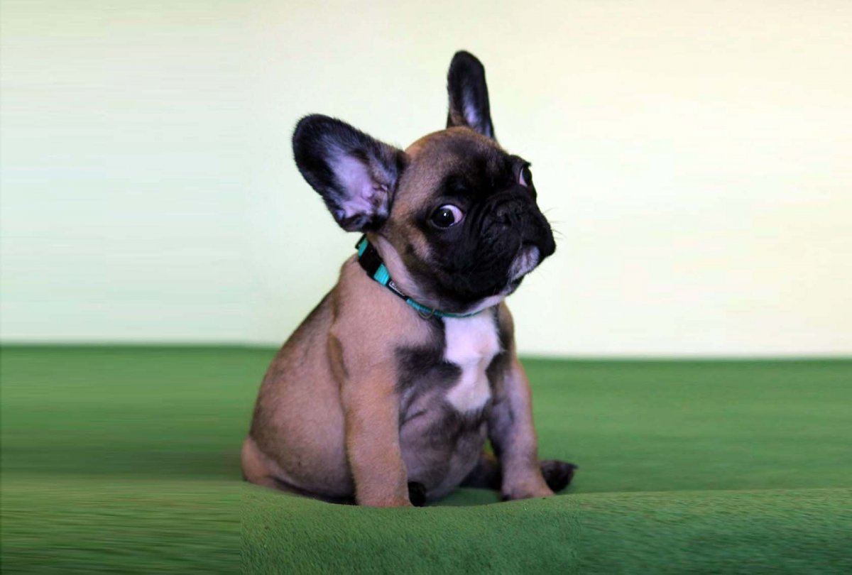 Французский бульдог голубая девочка