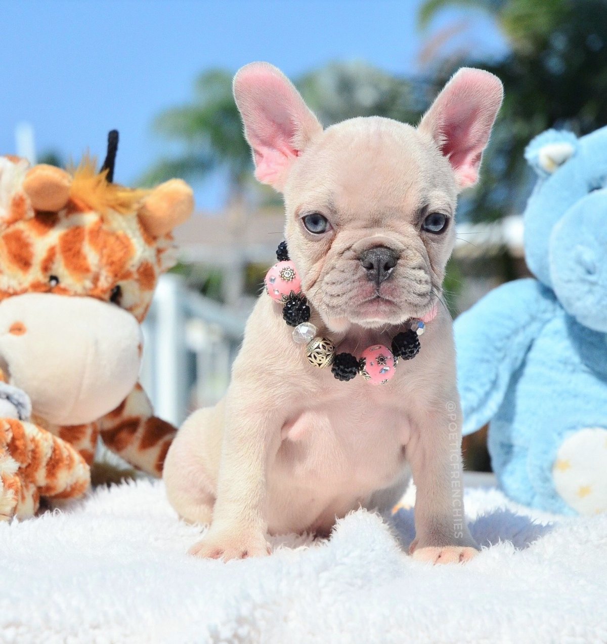 Французский бульдог щенок